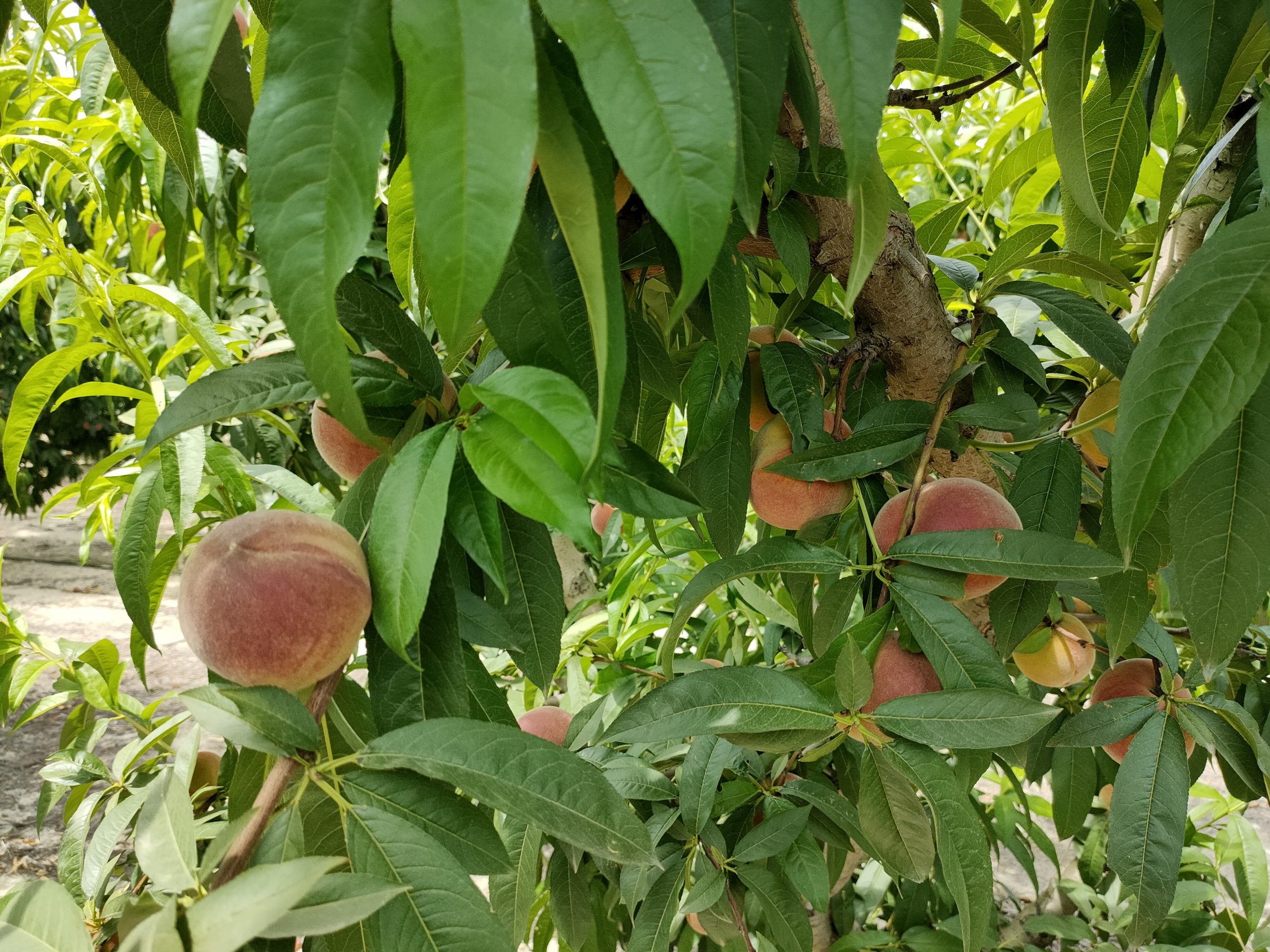 ensayos en melocotón